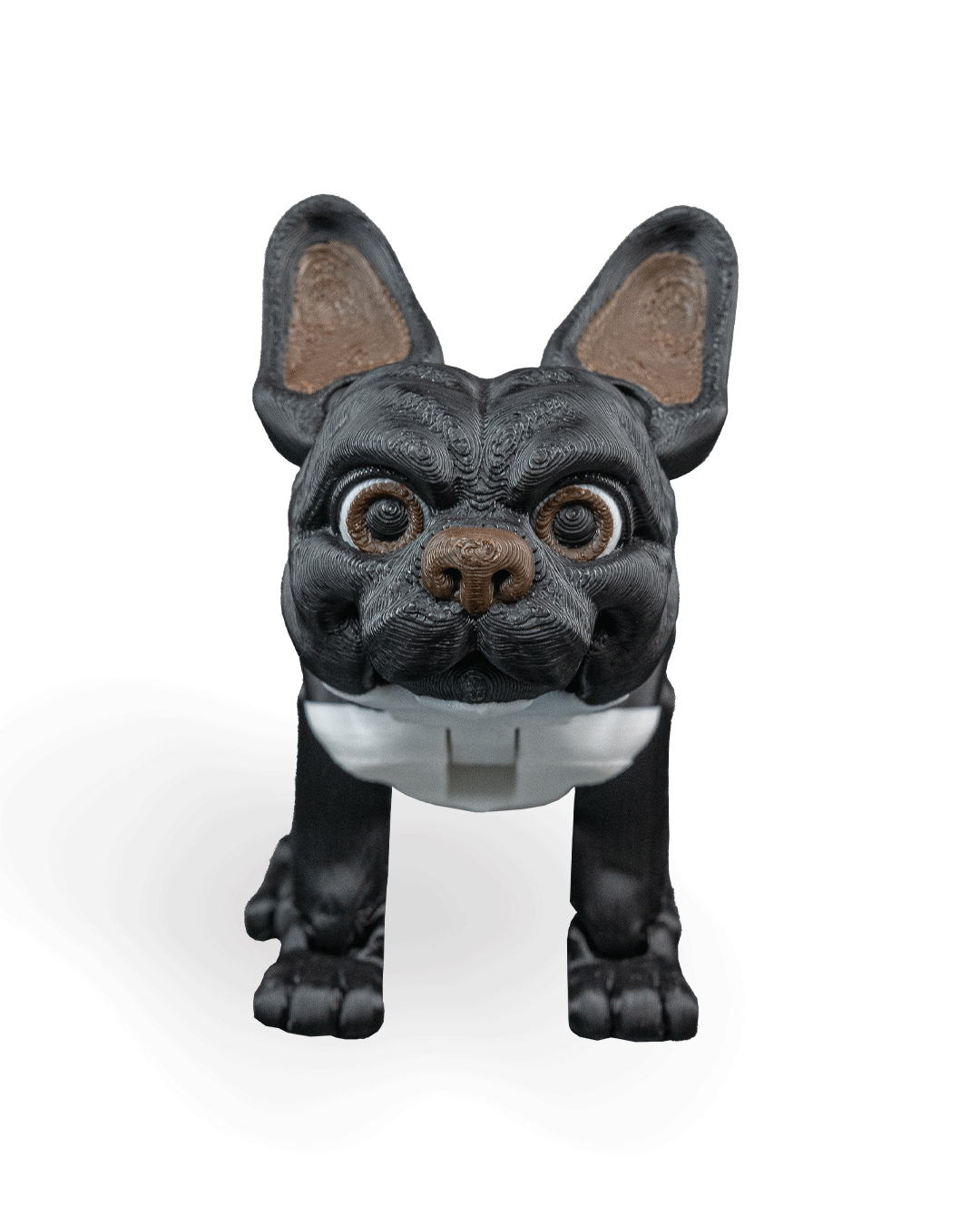 Stella the French Bulldog