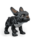 Stella the French Bulldog
