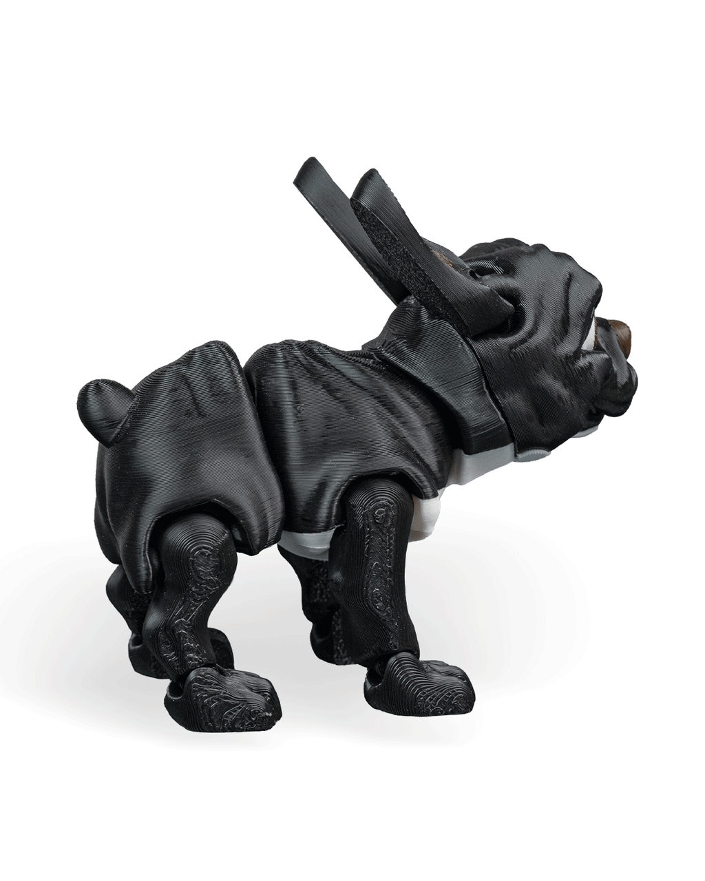 Stella the French Bulldog
