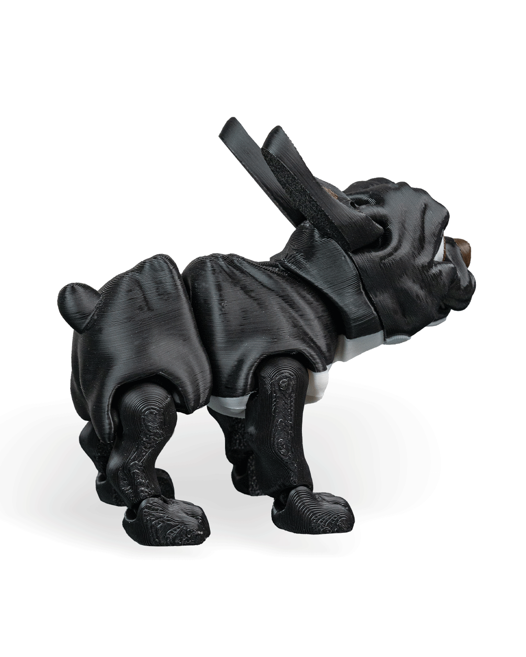Stella the French Bulldog