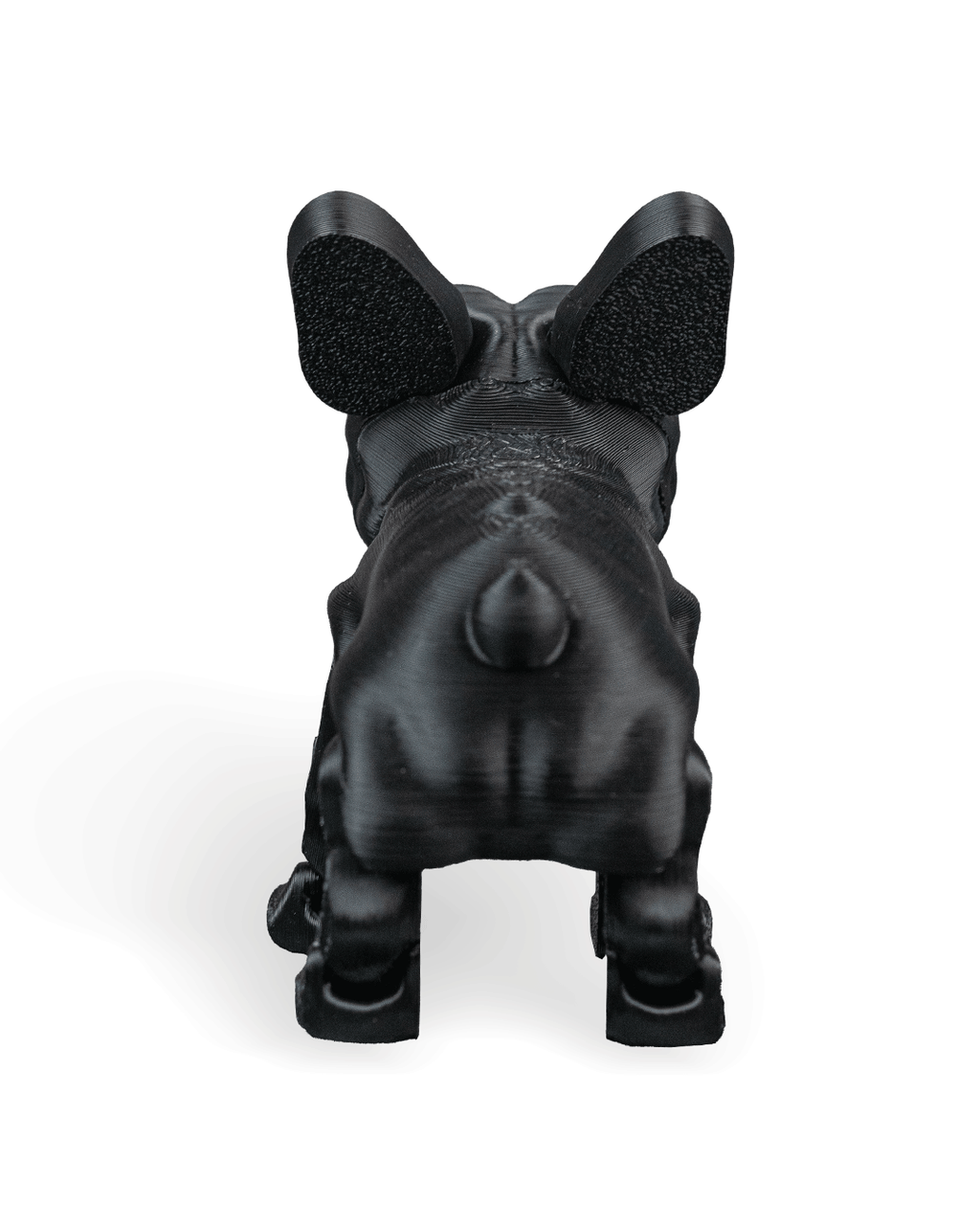 Stella the French Bulldog